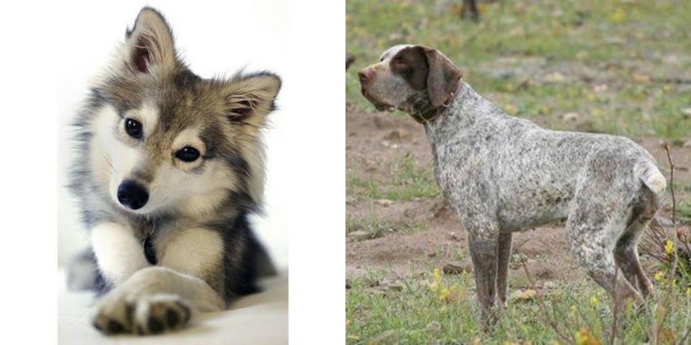 Perdiguero de Burgos vs Miniature Siberian Husky - Breed Comparison