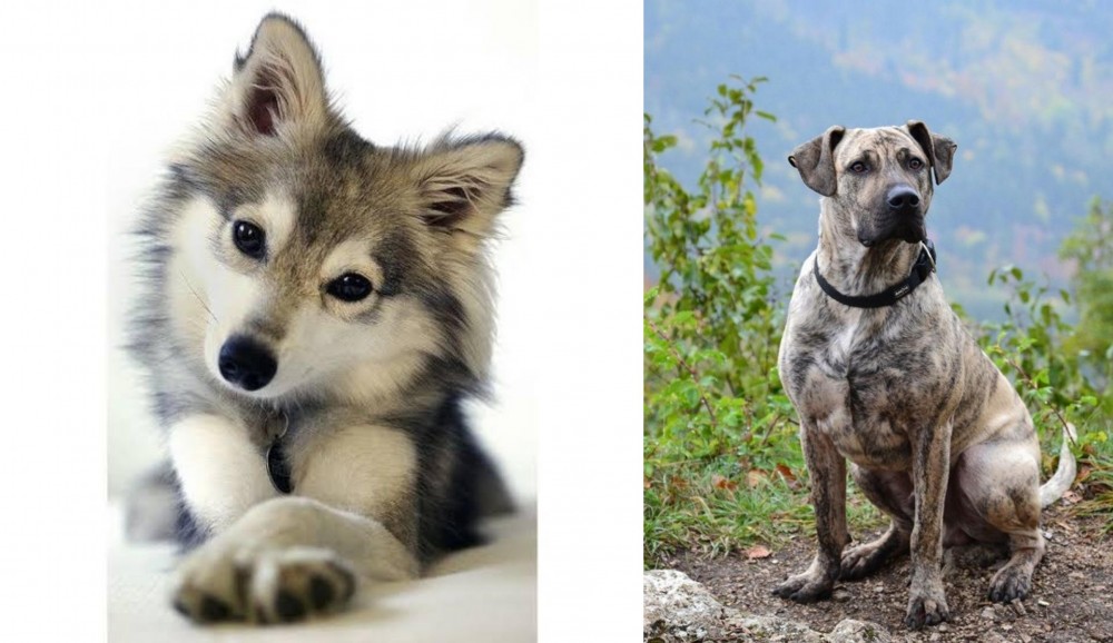 Perro Cimarron vs Miniature Siberian Husky - Breed Comparison