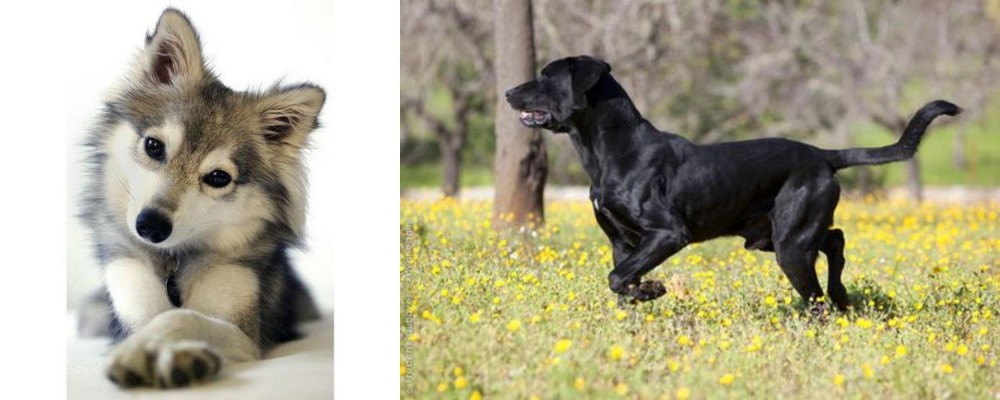 Perro de Pastor Mallorquin vs Miniature Siberian Husky - Breed Comparison