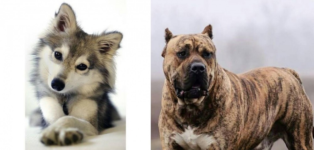 Perro de Presa Canario vs Miniature Siberian Husky - Breed Comparison