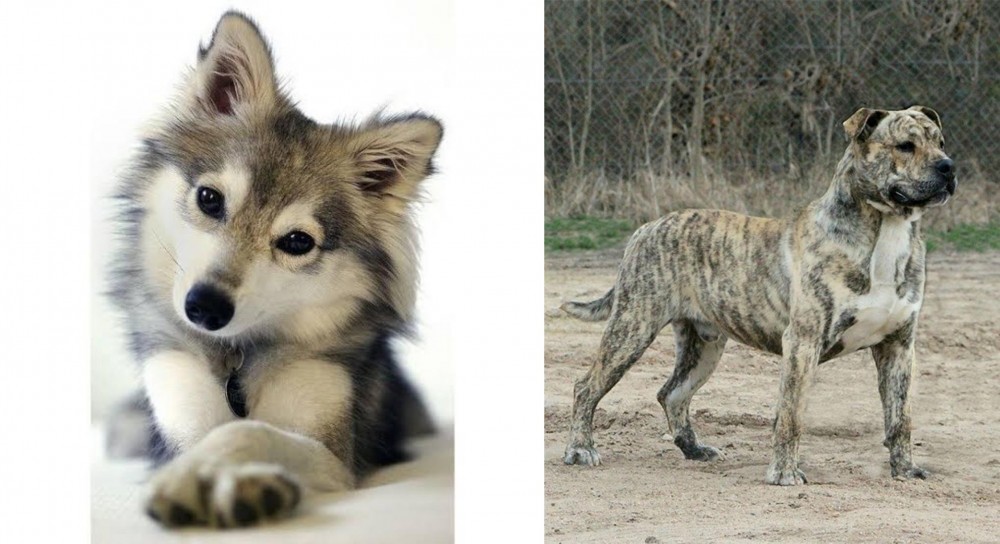 Perro de Presa Mallorquin vs Miniature Siberian Husky - Breed Comparison
