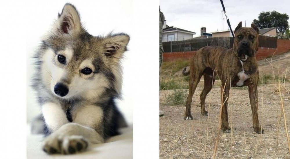 Perro de Toro vs Miniature Siberian Husky - Breed Comparison