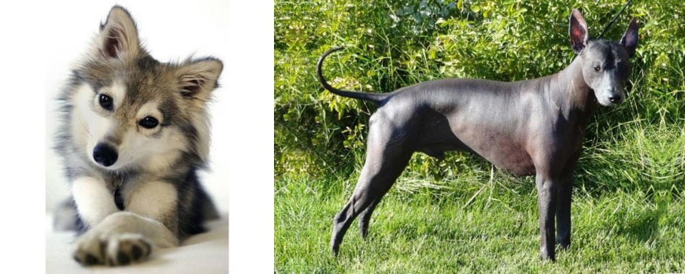 Peruvian Hairless vs Miniature Siberian Husky - Breed Comparison