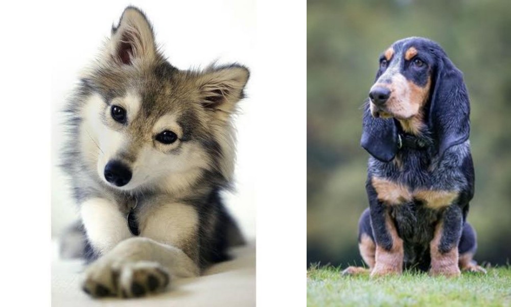 Petit Bleu de Gascogne vs Miniature Siberian Husky - Breed Comparison