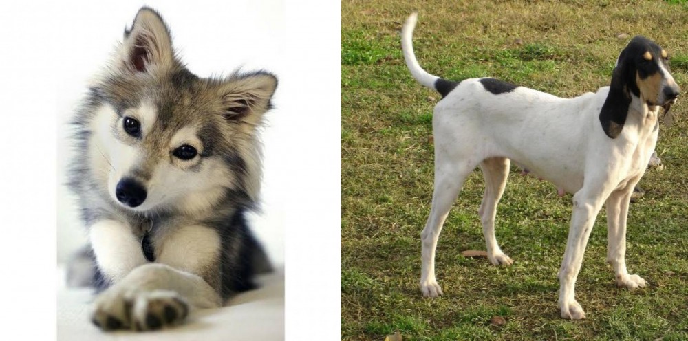Petit Gascon Saintongeois vs Miniature Siberian Husky - Breed Comparison