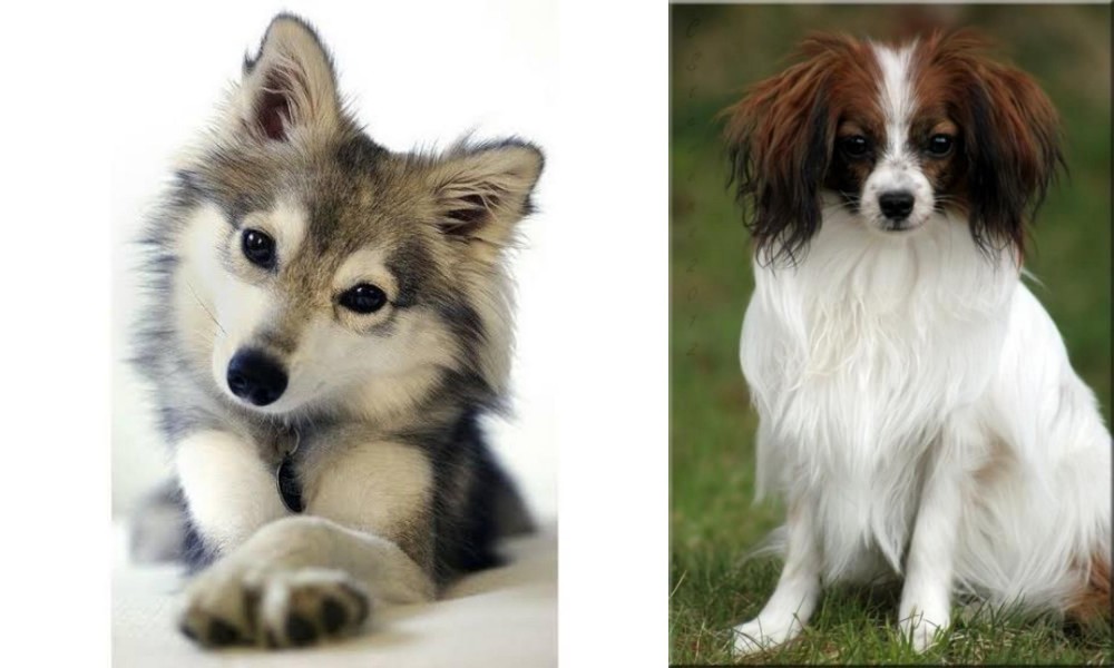 Phalene vs Miniature Siberian Husky - Breed Comparison