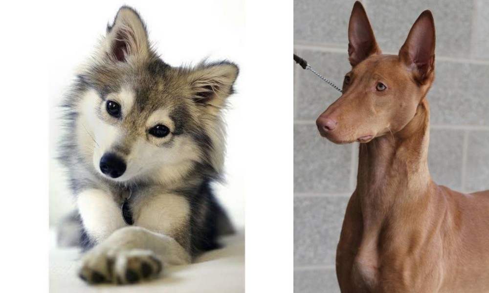 Pharaoh Hound vs Miniature Siberian Husky - Breed Comparison