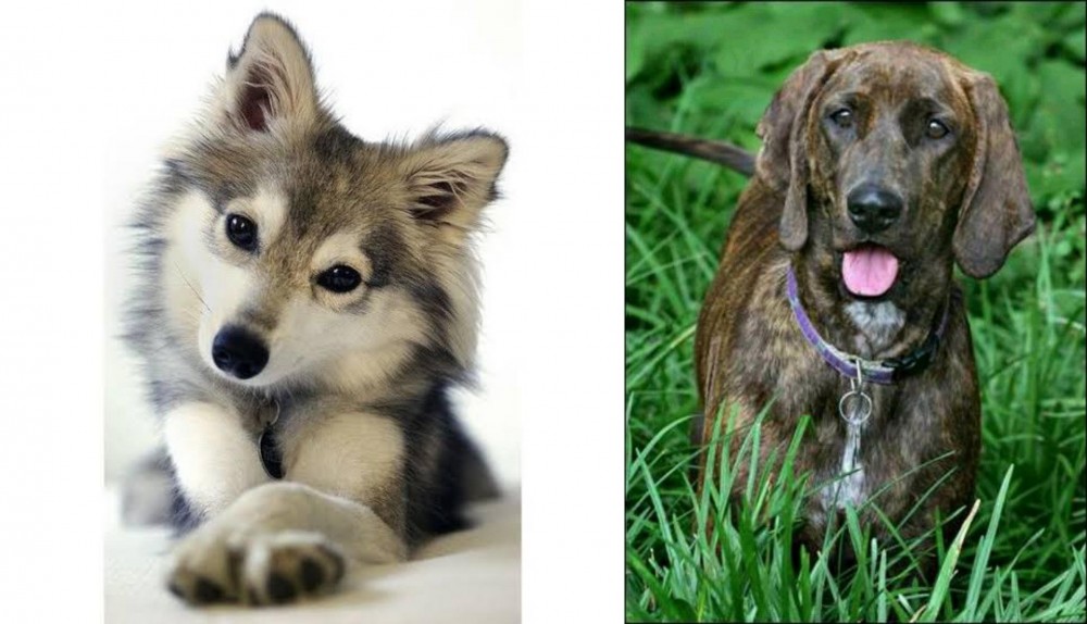 Plott Hound vs Miniature Siberian Husky - Breed Comparison