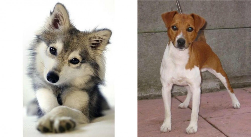 Plummer Terrier vs Miniature Siberian Husky - Breed Comparison