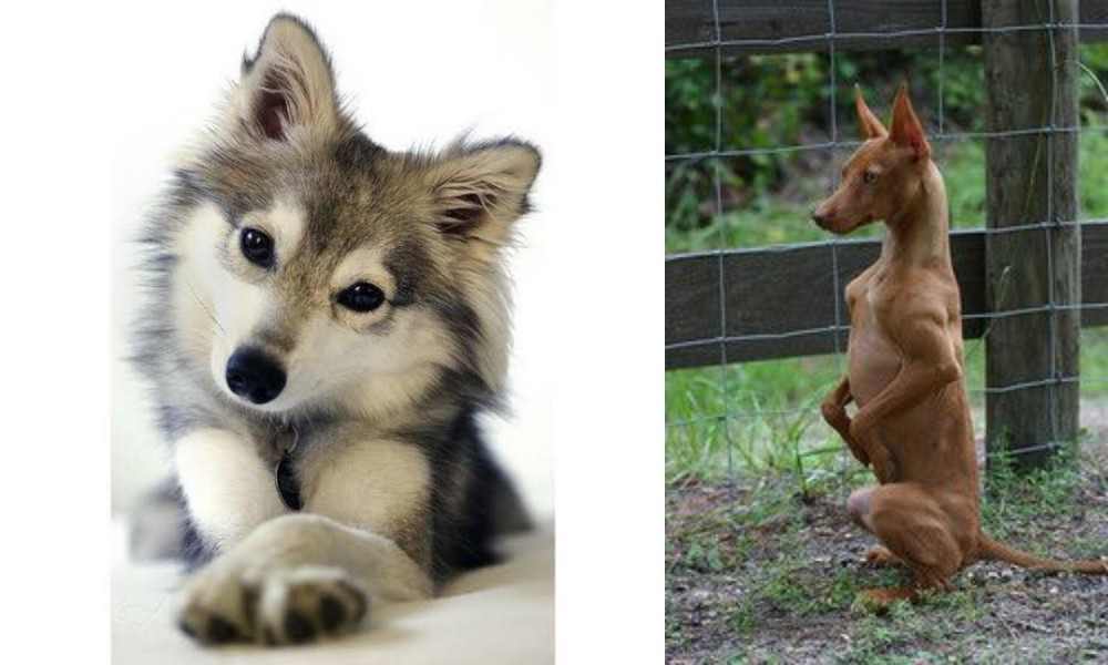 Podenco Andaluz vs Miniature Siberian Husky - Breed Comparison