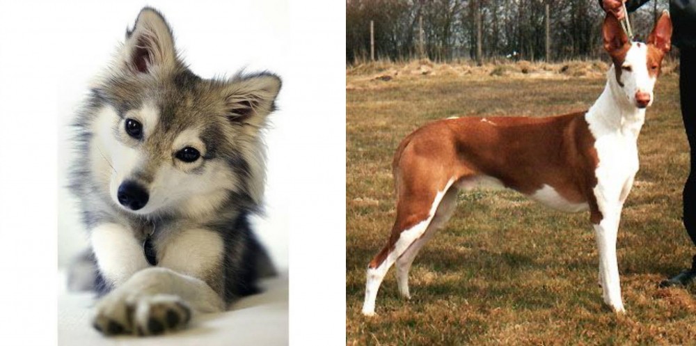 Podenco Canario vs Miniature Siberian Husky - Breed Comparison