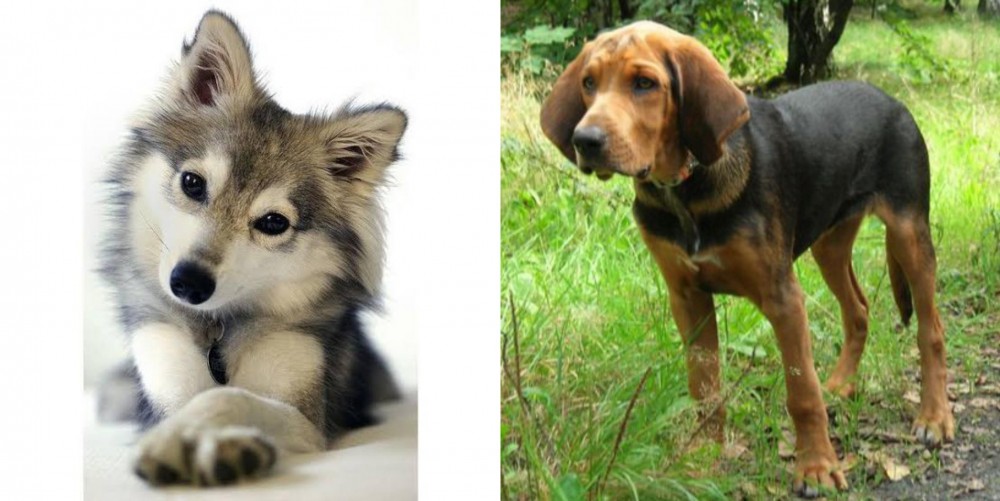 Polish Hound vs Miniature Siberian Husky - Breed Comparison