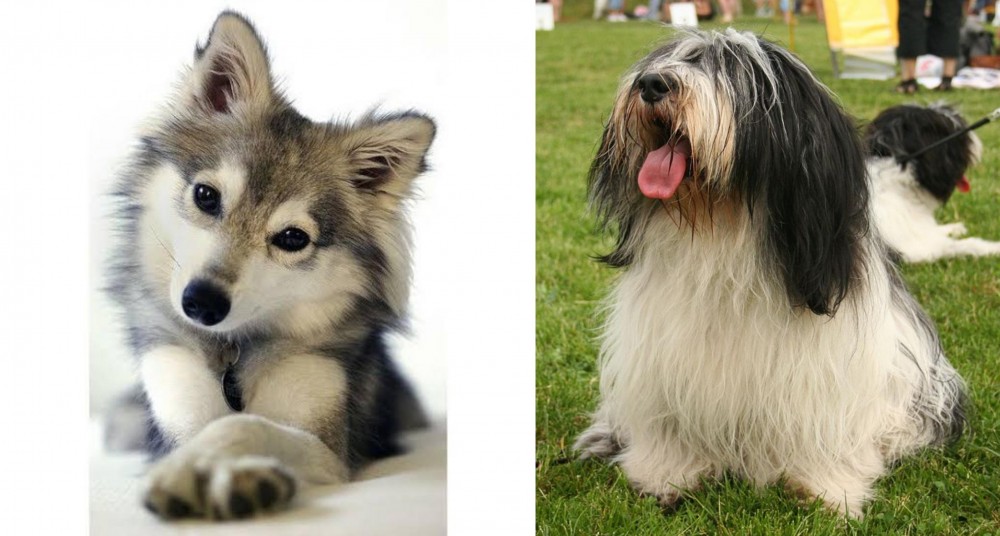 Polish Lowland Sheepdog vs Miniature Siberian Husky - Breed Comparison