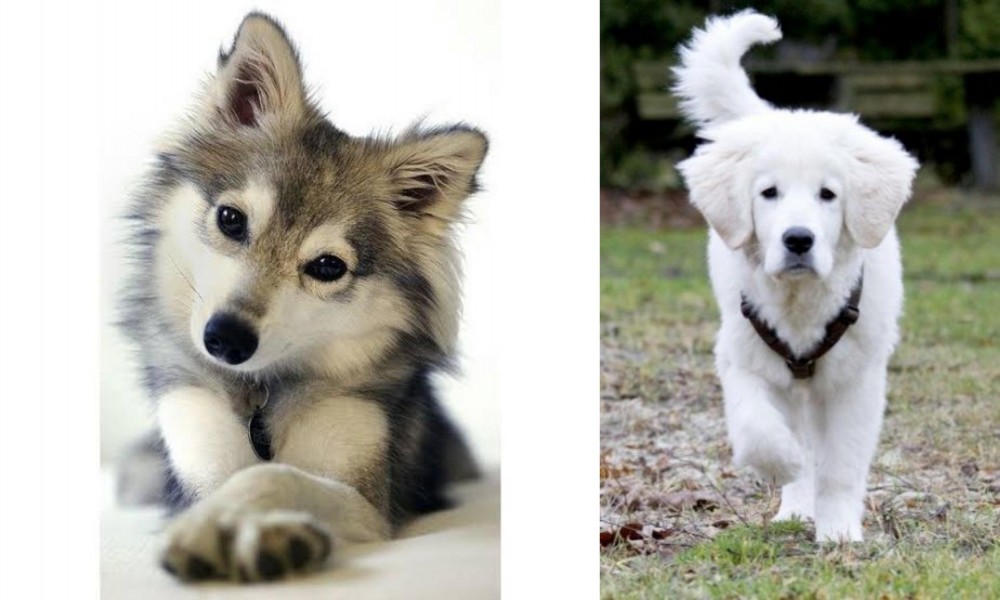 Polish Tatra Sheepdog vs Miniature Siberian Husky - Breed Comparison