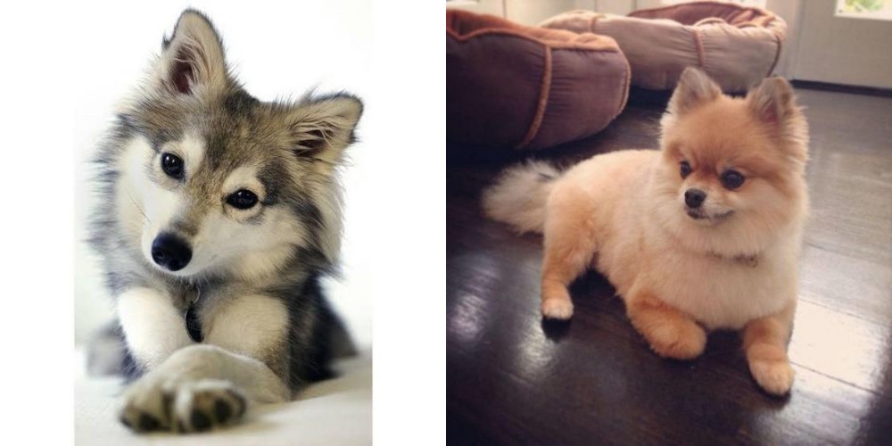 Pomeranian vs Miniature Siberian Husky - Breed Comparison