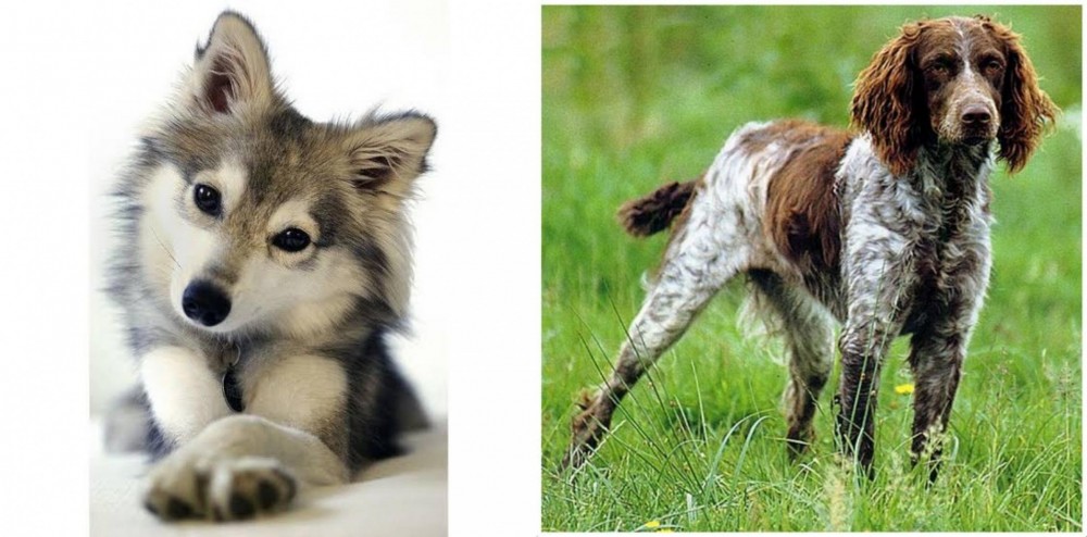 Pont-Audemer Spaniel vs Miniature Siberian Husky - Breed Comparison