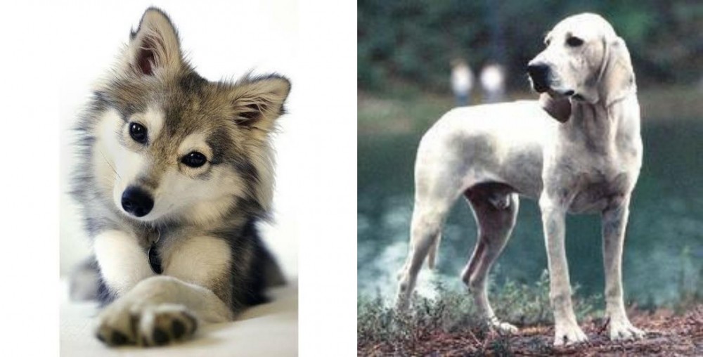 Porcelaine vs Miniature Siberian Husky - Breed Comparison