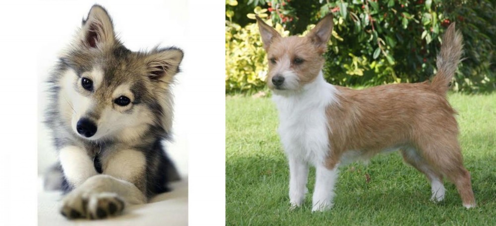 Portuguese Podengo vs Miniature Siberian Husky - Breed Comparison