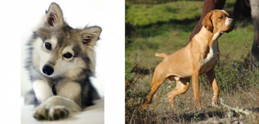 Portuguese Pointer vs Miniature Siberian Husky - Breed Comparison