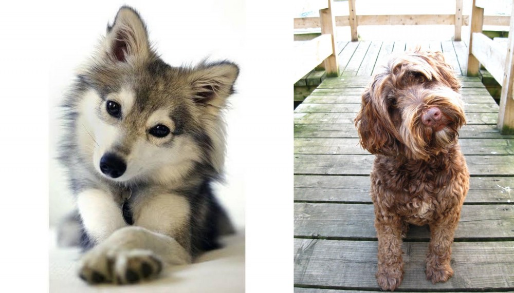 Portuguese Water Dog vs Miniature Siberian Husky - Breed Comparison