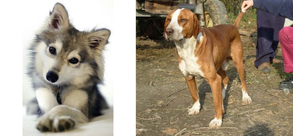 Posavac Hound vs Miniature Siberian Husky - Breed Comparison
