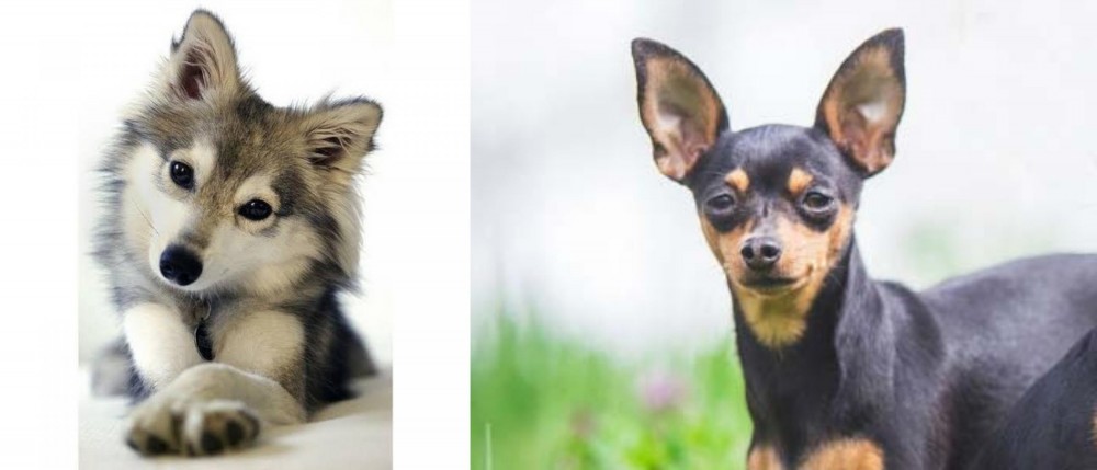 Prazsky Krysarik vs Miniature Siberian Husky - Breed Comparison