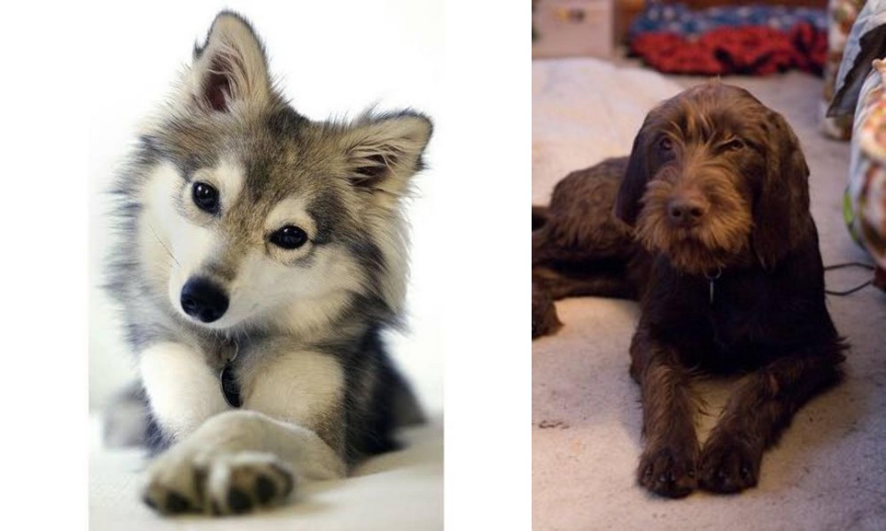Pudelpointer vs Miniature Siberian Husky - Breed Comparison