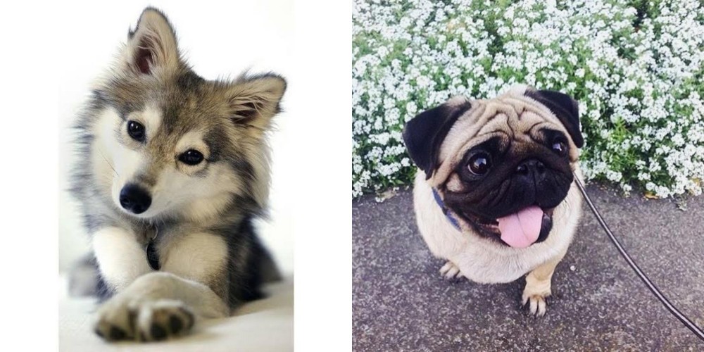 Pug vs Miniature Siberian Husky - Breed Comparison