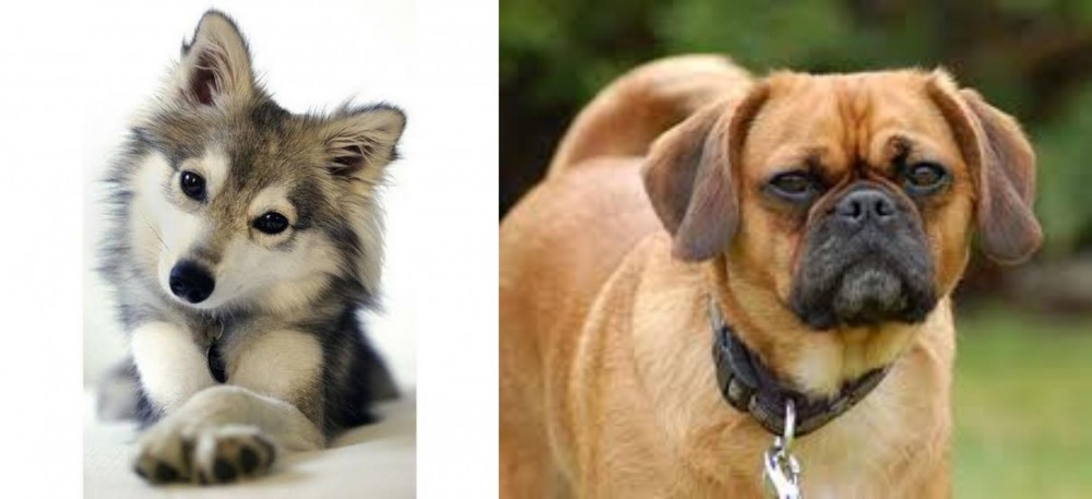 Pugalier vs Miniature Siberian Husky - Breed Comparison