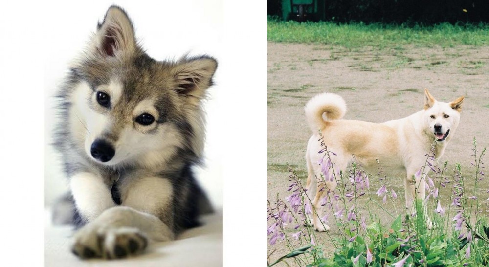 Pungsan Dog vs Miniature Siberian Husky - Breed Comparison