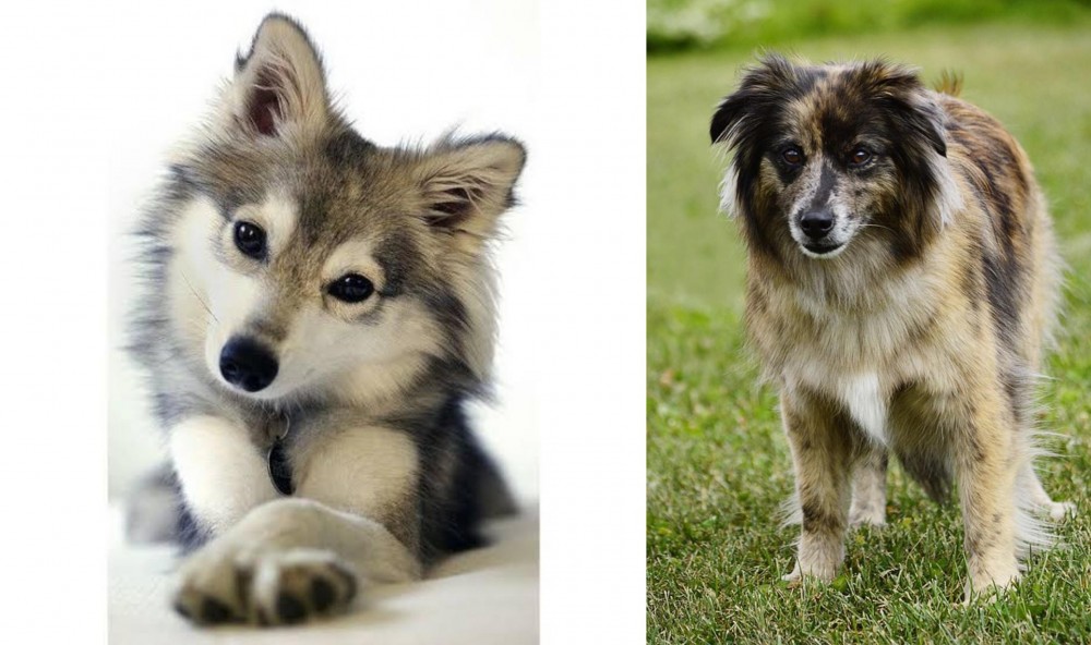 Pyrenean Shepherd vs Miniature Siberian Husky - Breed Comparison