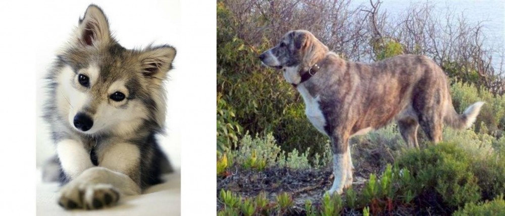 Rafeiro do Alentejo vs Miniature Siberian Husky - Breed Comparison