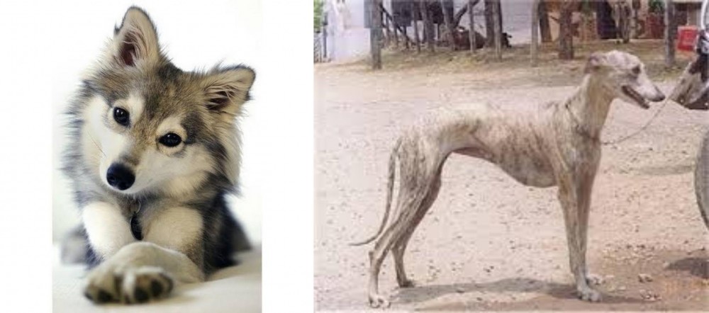 Rampur Greyhound vs Miniature Siberian Husky - Breed Comparison