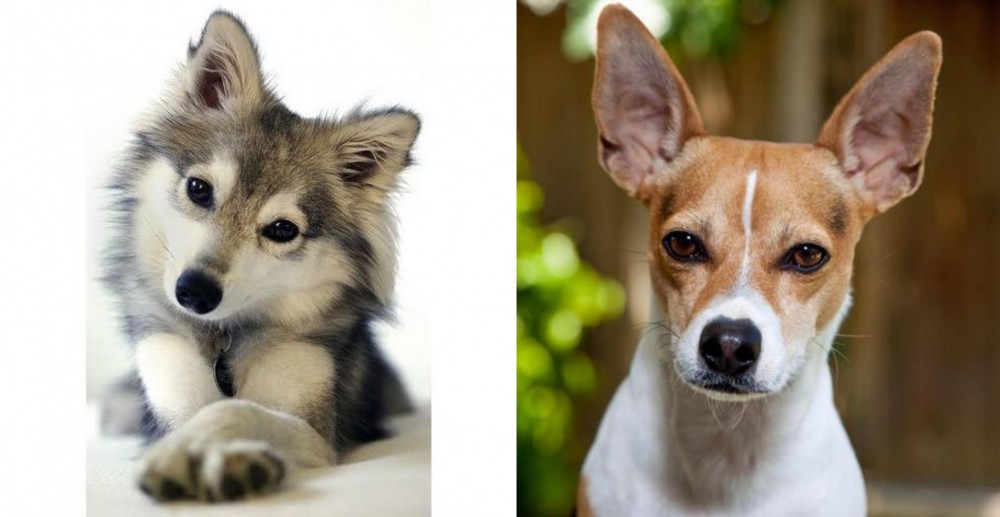 Rat Terrier vs Miniature Siberian Husky - Breed Comparison