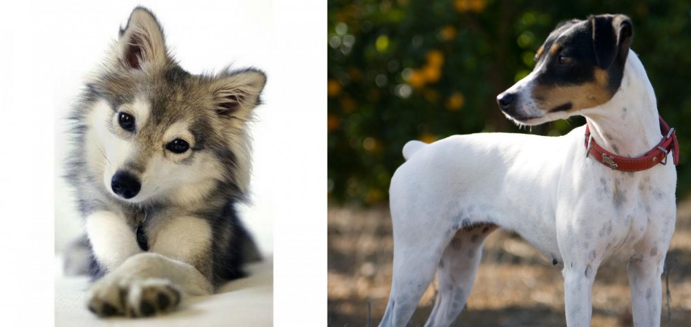 Ratonero Bodeguero Andaluz vs Miniature Siberian Husky - Breed Comparison