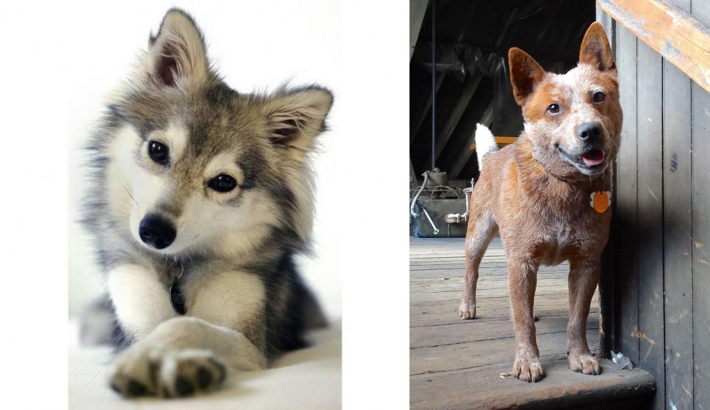 Red Heeler vs Miniature Siberian Husky - Breed Comparison