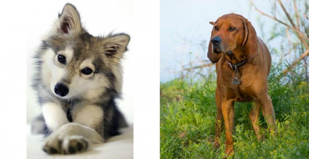 Redbone Coonhound vs Miniature Siberian Husky - Breed Comparison