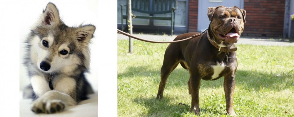 Renascence Bulldogge vs Miniature Siberian Husky - Breed Comparison