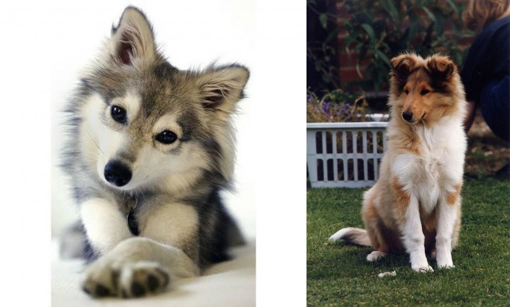 Rough Collie vs Miniature Siberian Husky - Breed Comparison