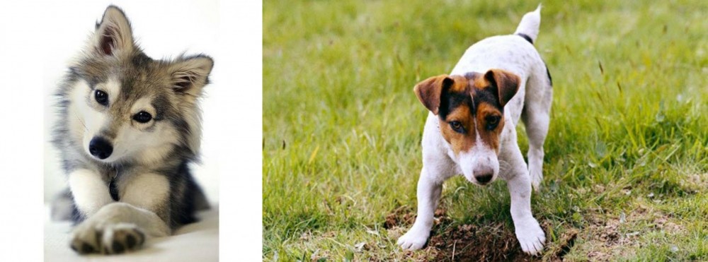 Russell Terrier vs Miniature Siberian Husky - Breed Comparison