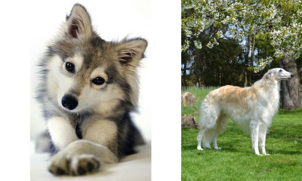 Russian Hound vs Miniature Siberian Husky - Breed Comparison