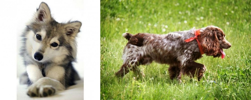 Russian Spaniel vs Miniature Siberian Husky - Breed Comparison