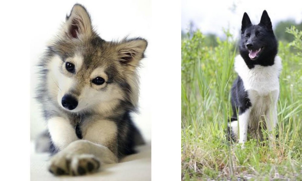 Russo-European Laika vs Miniature Siberian Husky - Breed Comparison