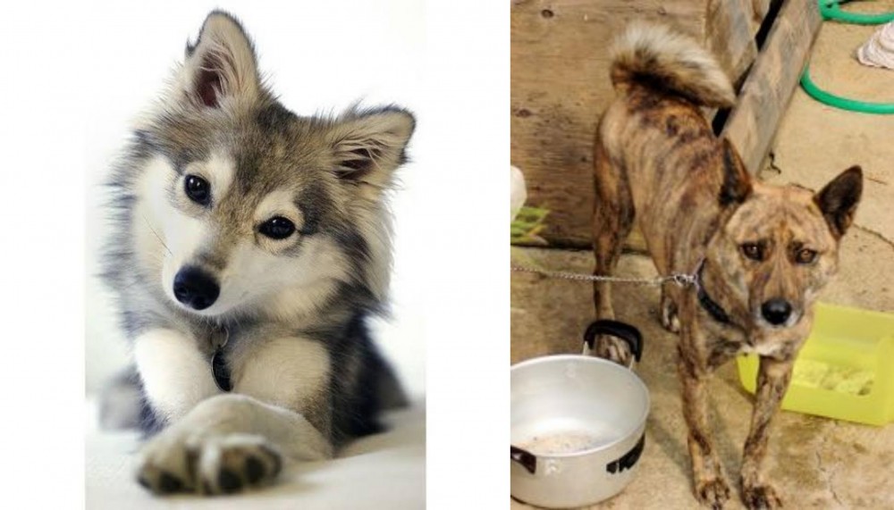 Ryukyu Inu vs Miniature Siberian Husky - Breed Comparison