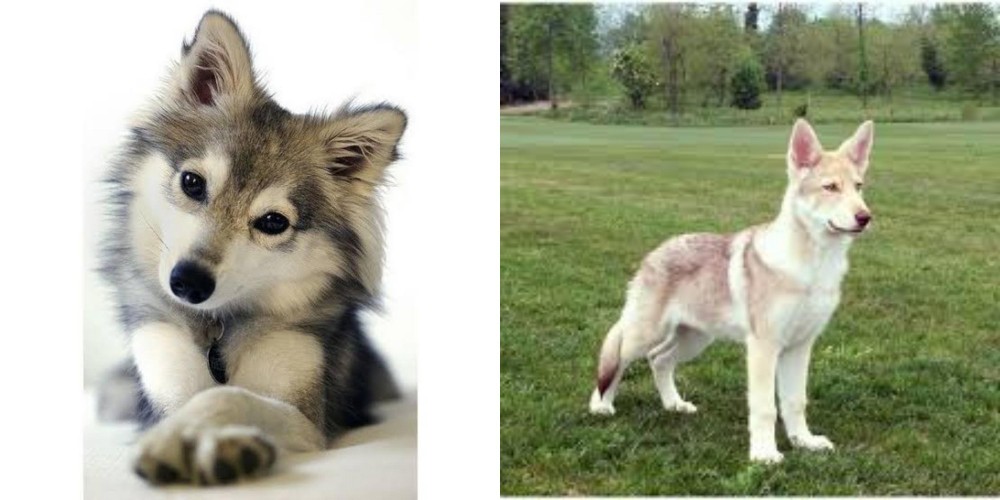 Saarlooswolfhond vs Miniature Siberian Husky - Breed Comparison