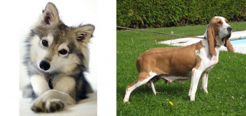 Sabueso Espanol vs Miniature Siberian Husky - Breed Comparison