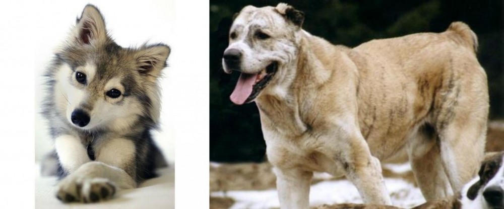 Sage Koochee vs Miniature Siberian Husky - Breed Comparison