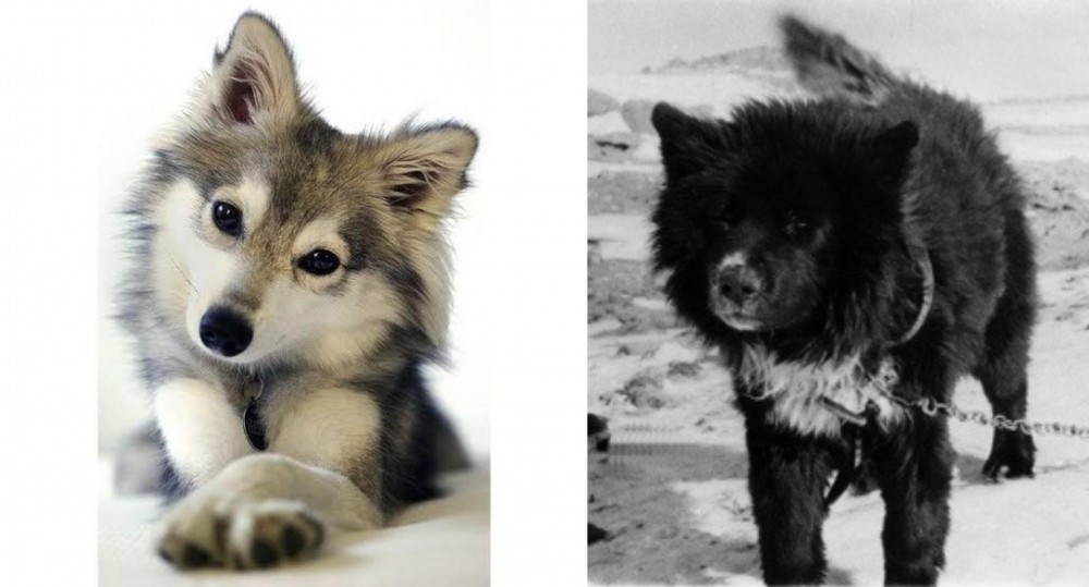 Sakhalin Husky vs Miniature Siberian Husky - Breed Comparison