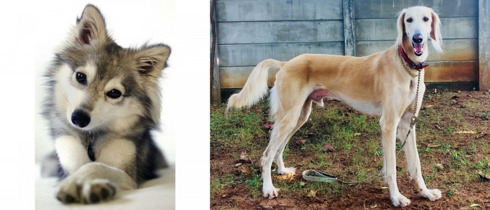 Saluki vs Miniature Siberian Husky - Breed Comparison