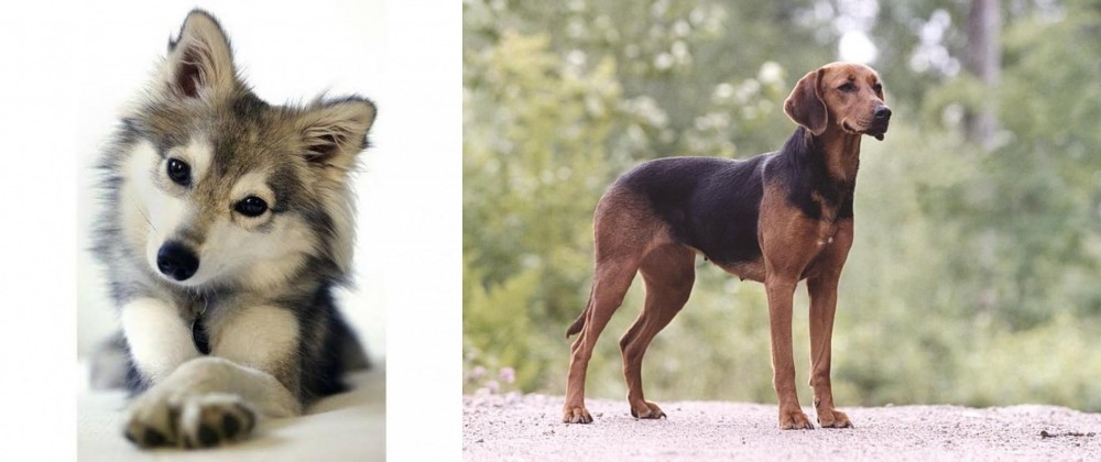 Schillerstovare vs Miniature Siberian Husky - Breed Comparison